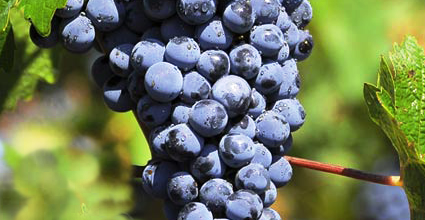 Genetic diversity of Turkish grapes