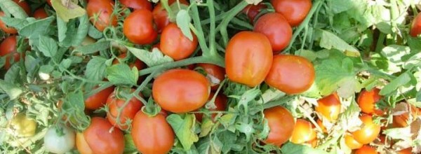 Wild Tomato Species Focus of Antioxidant Study